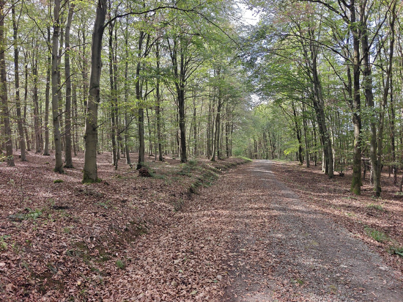 Nieuwe route. Herfst op de grond, groen in de bomen