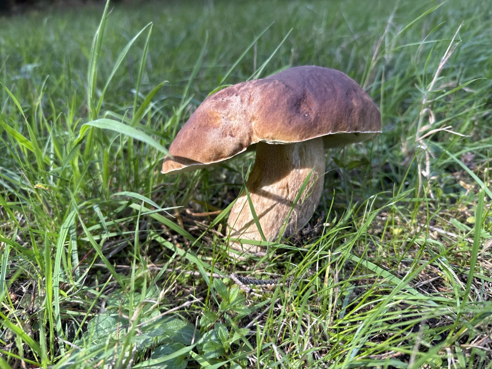 Mega eekhoorntjesbrood!!