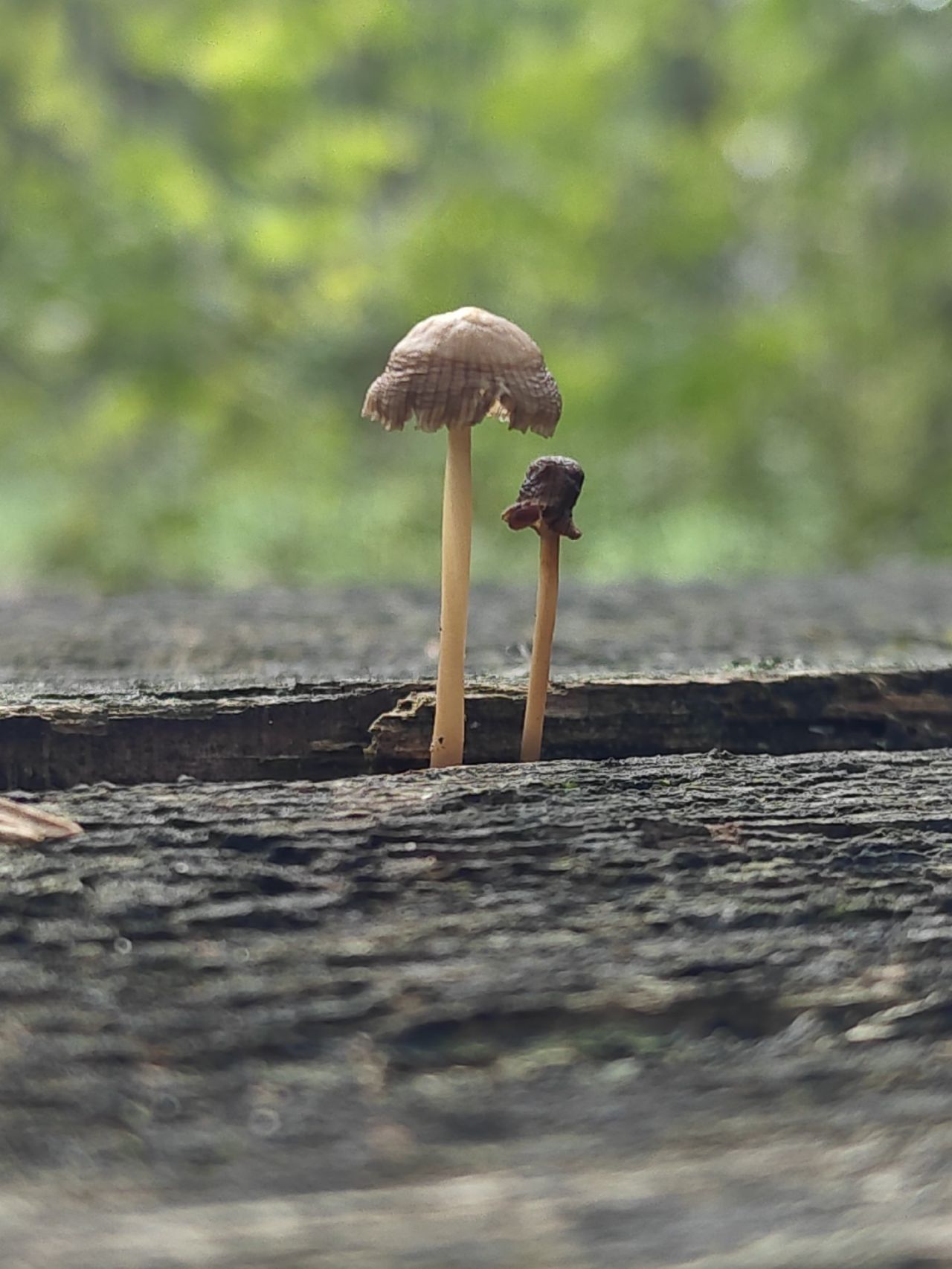De paddenstoelen tussen de bielzen van de tafel