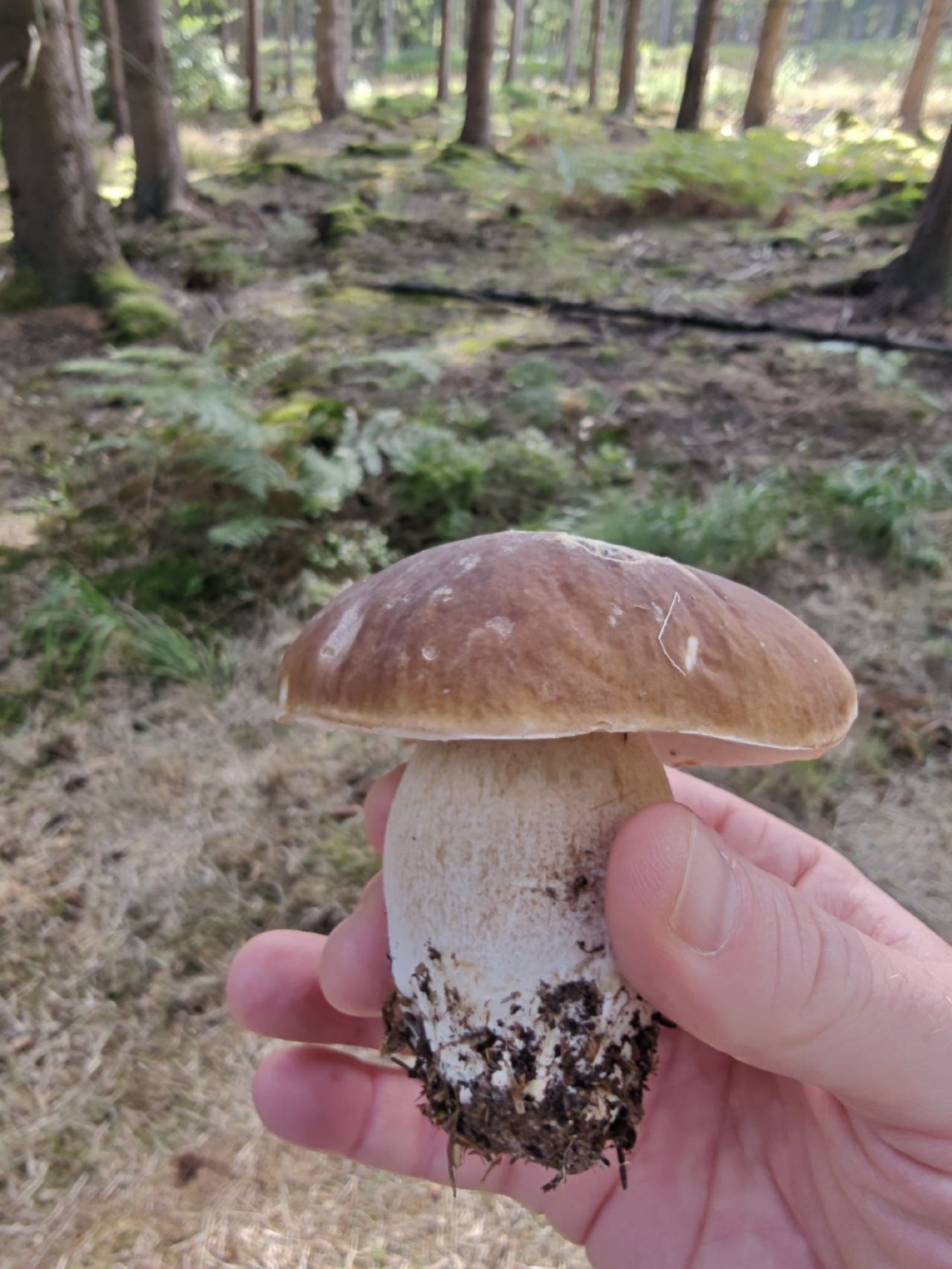Juuuuj! Eekhoorntjesbrood!